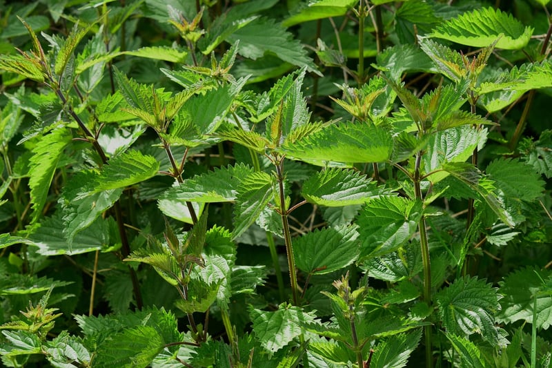 Herb Substitutions
